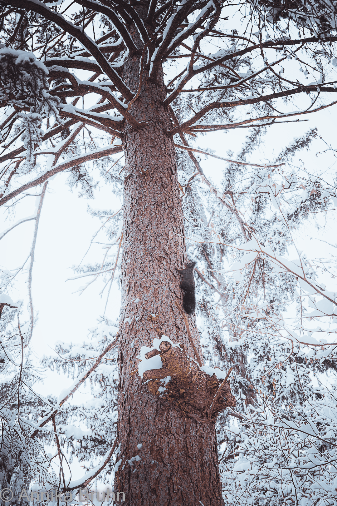 Morgendgrüße vom Eichhörnchen!